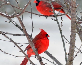 Cardinals