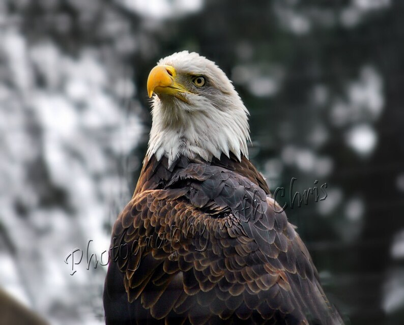 American Eagle image 1