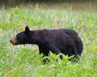 Baby Bear