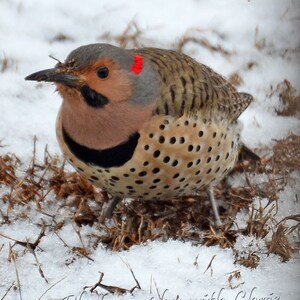 Northern Flicker
