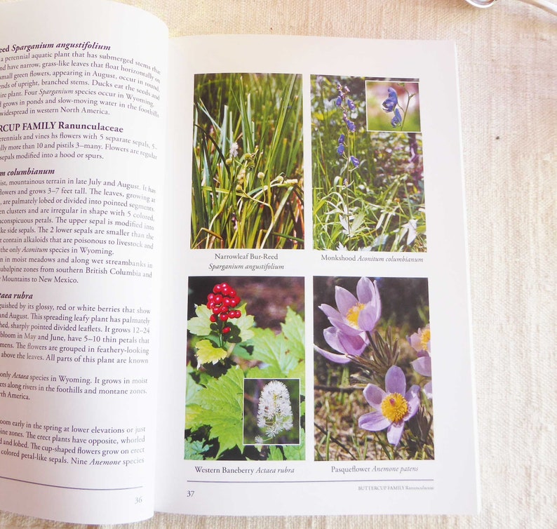 Wildflowers of Wyoming. Field Guide. Full Color Photo Etsy