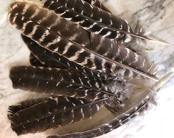 Wild Turkey Feather