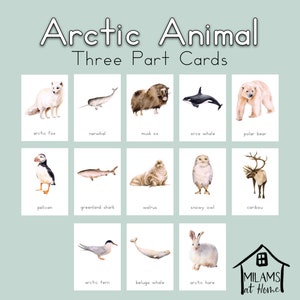 Tarjetas de 3 partes con animales árticos, Montessori, educación en casa, Reggio Emilia, Waldorf, estudio de la naturaleza, Charlotte Mason, oso polar, narval