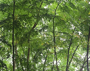 Fresh and Organic Moringa Leaves (3 Oz) Grown in South Florida Moringa Oleifera Drumstick Tree Superfood Tree of Life Horseradish Tree
