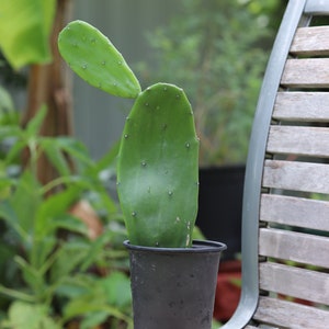 Nopal Prickly Pear Optunia Cactus Pads - House Plant - Plant Gift - Cactus Gifts - Cactus decor - Live Plant - Cactus Plans (Medium 2 Pack)