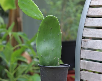May include: A green cactus plant with prickly pads growing in a black plastic pot. The pot is sitting on a wooden surface.