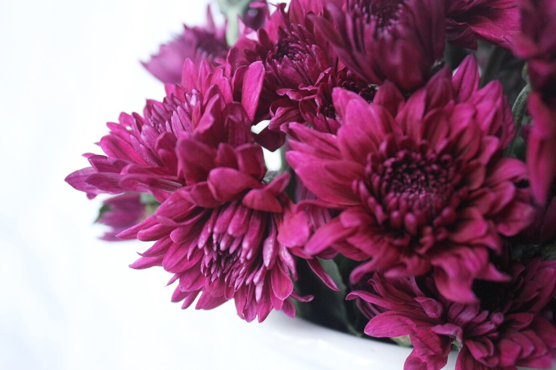 MAGENTA FLOWER BOUQUET Instant Digital Download Plant Etsy