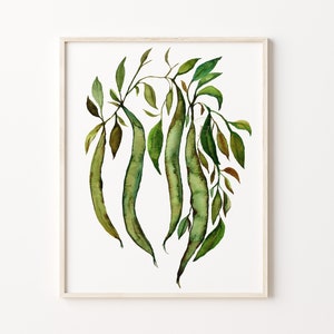 Stampa botanica di piselli di neve