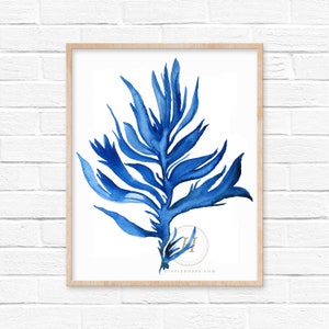 Seaweed Watercolor Print