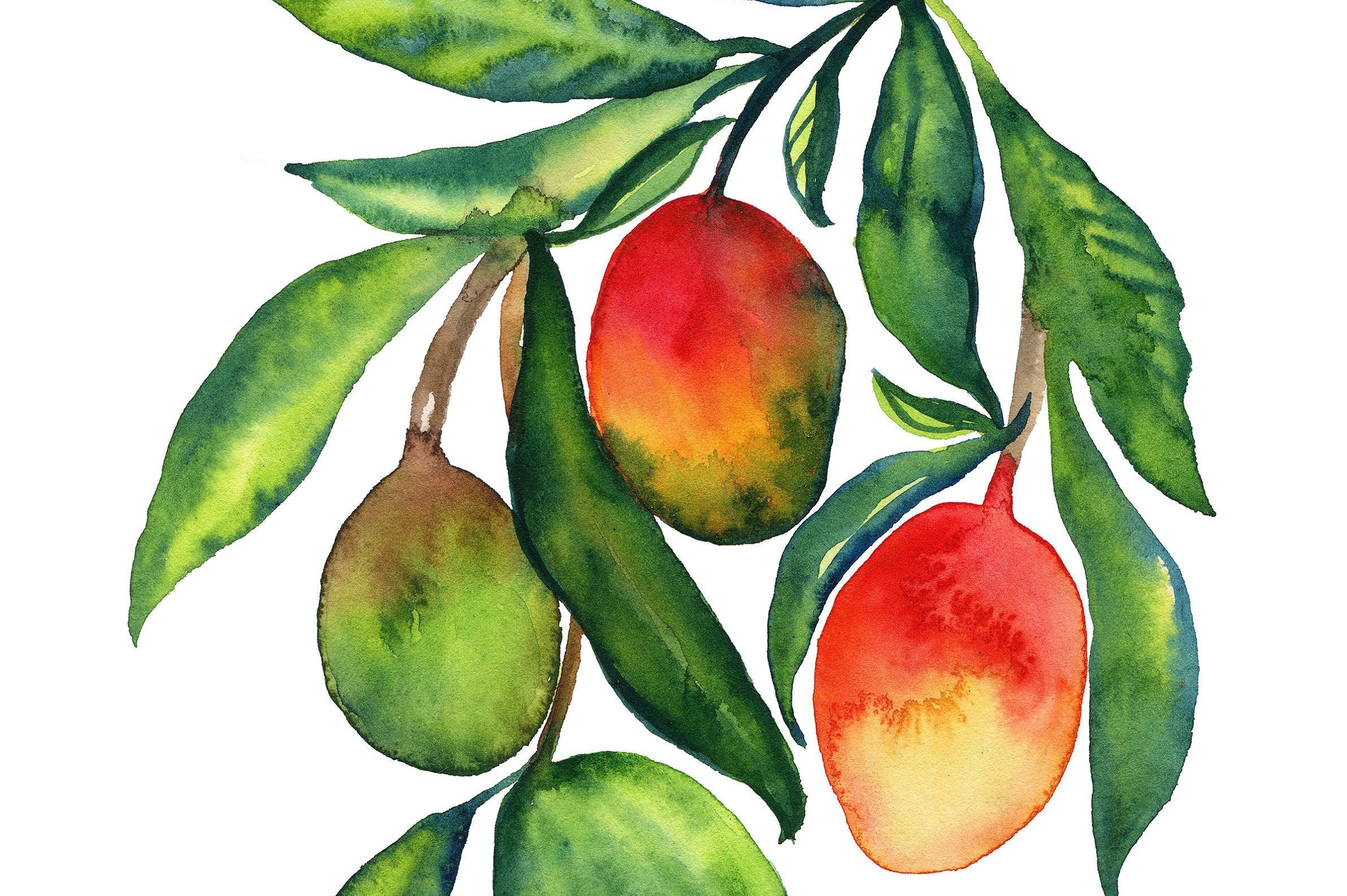 Mango Watercolor Print Etsy