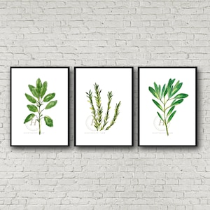 Herb set of 3, Watercolor Herbs, Basil, Rosemary, Sage