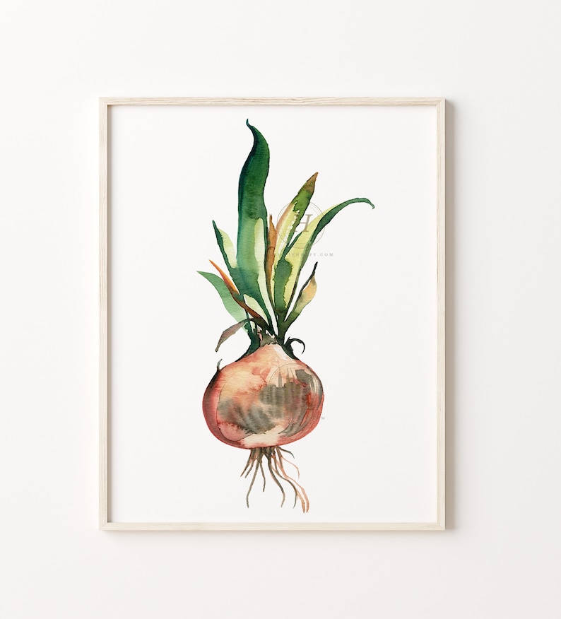 May include: A watercolor painting of a brown onion with green leaves. The onion is depicted with a detailed, realistic style. The leaves are green and yellow and are arranged in a loose, organic pattern. The onion is set against a white background.