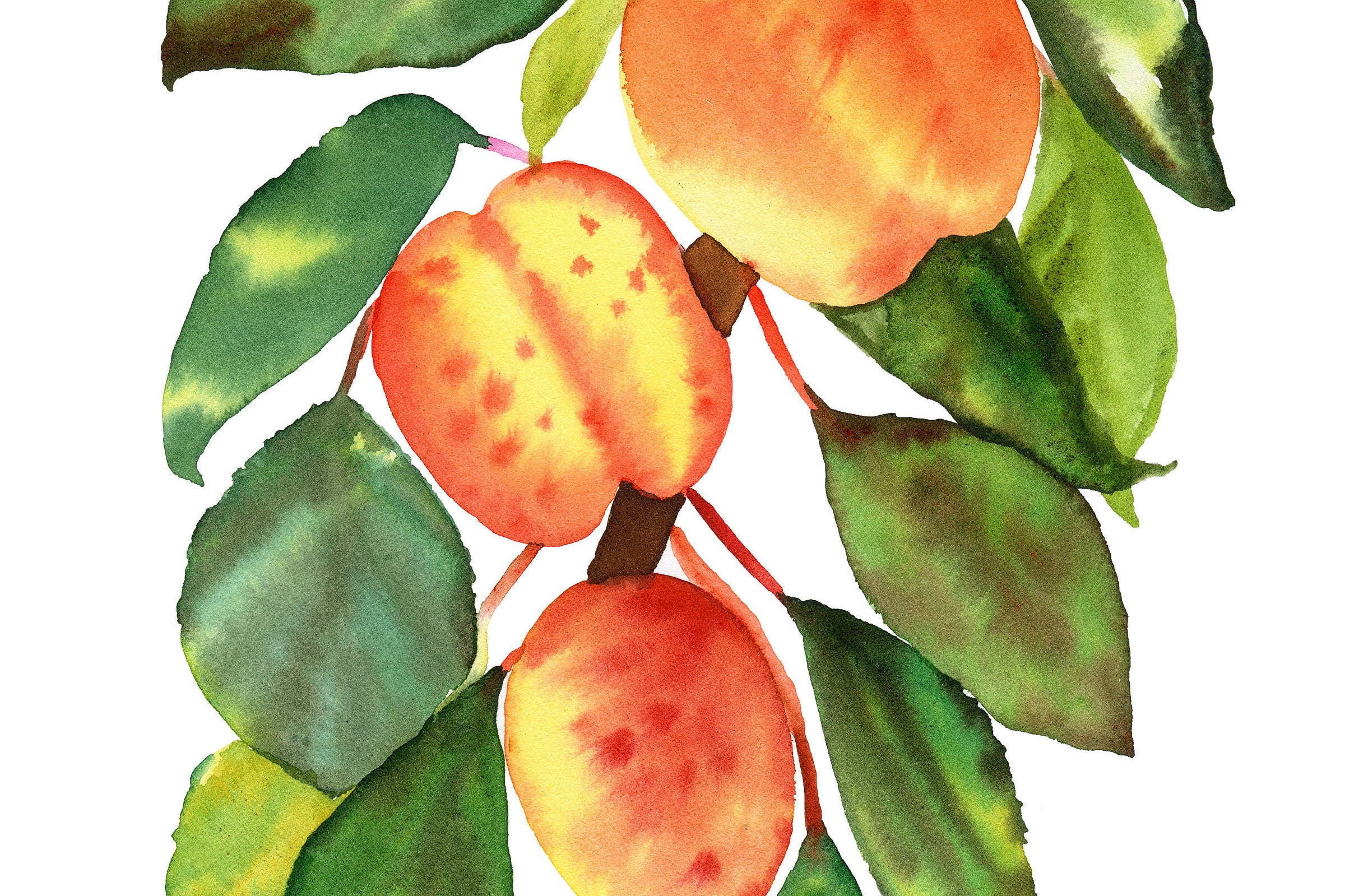 peach watercolor print