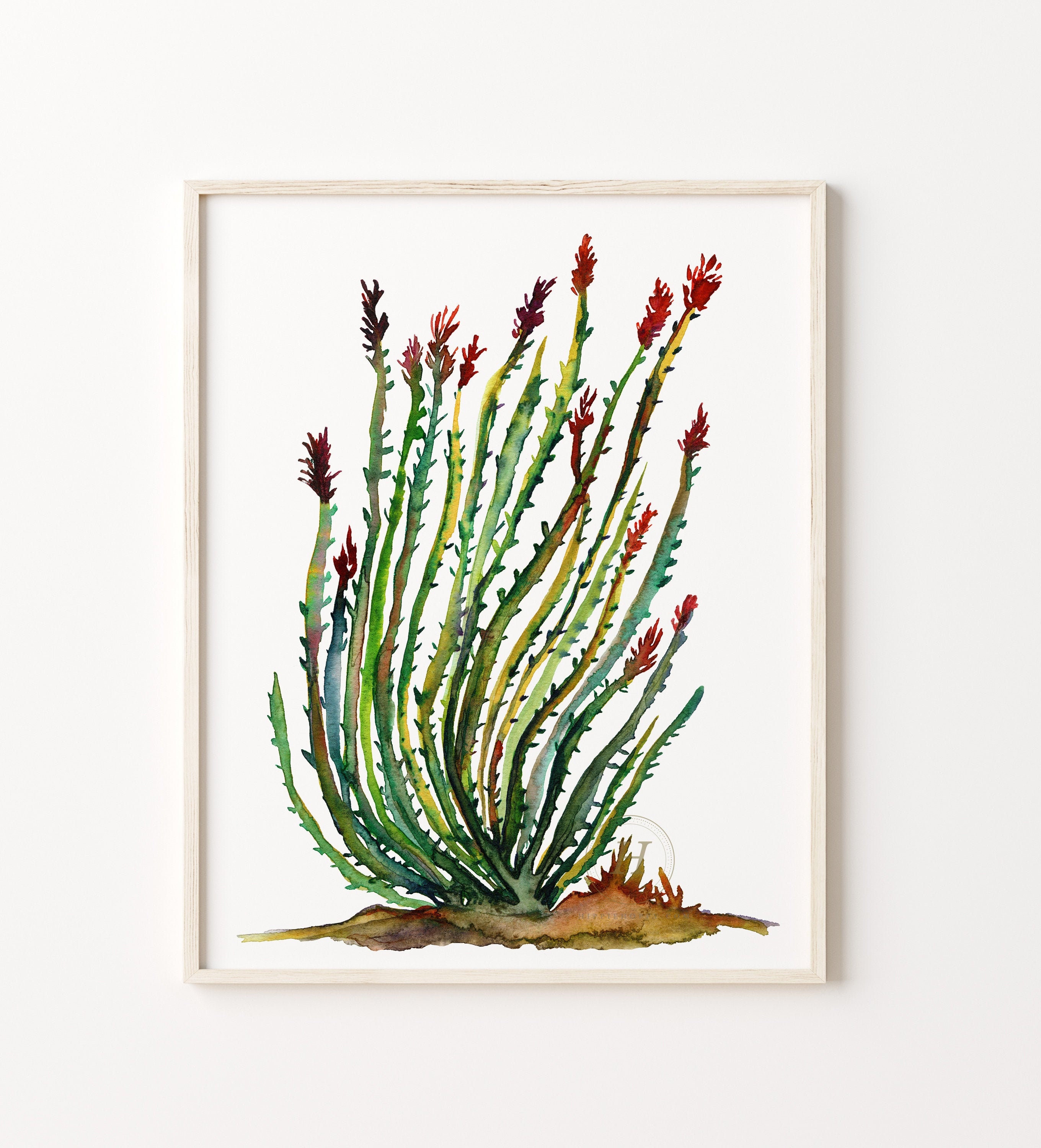 Ocotillo Flower Drawing