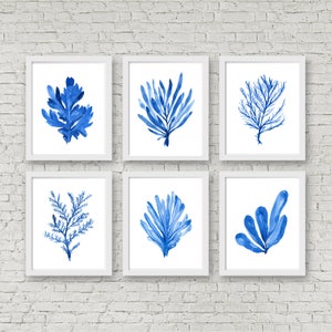 Nautical Set Coral and Seaweed Set of 6 Prints