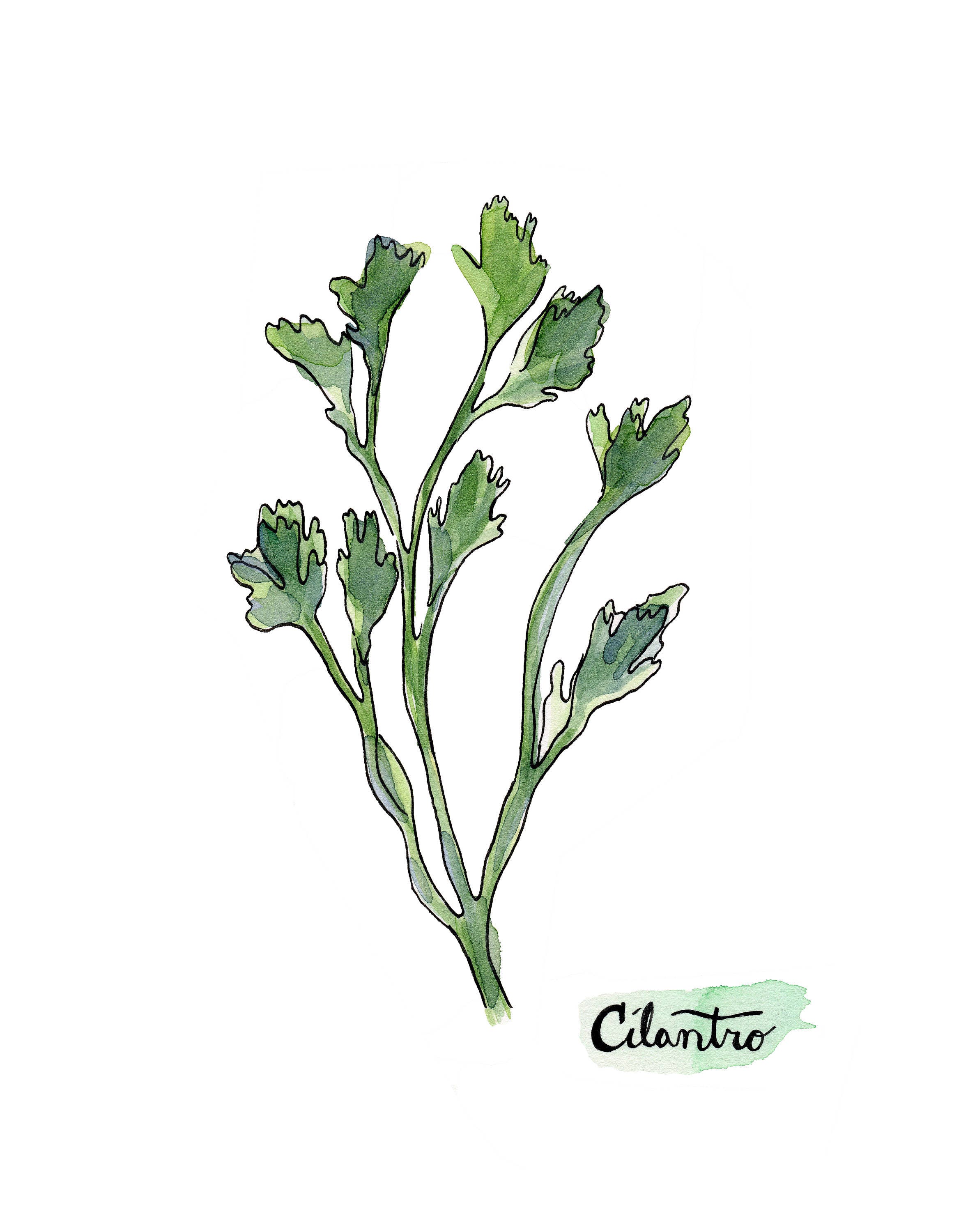 Watercolor Cilantro Print