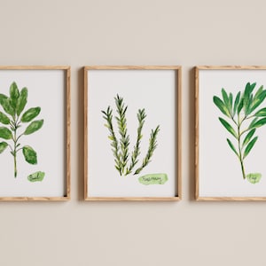 Set di 3 stampe ad acquerello di erbe