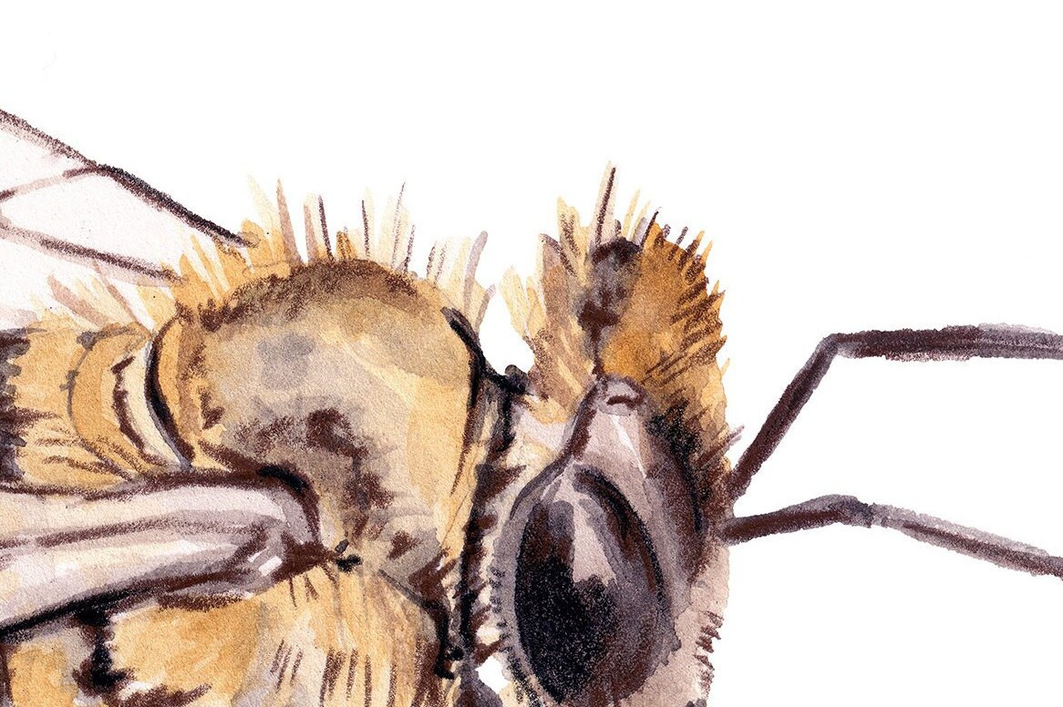 ミツバチの水彩画 - Etsy 日本