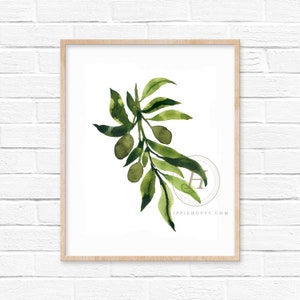 Olive Branch Watercolor Print