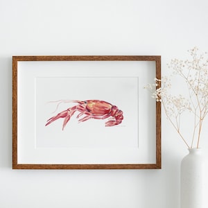 May include: A framed watercolor painting of a red crayfish on a white background. The frame is brown wood.