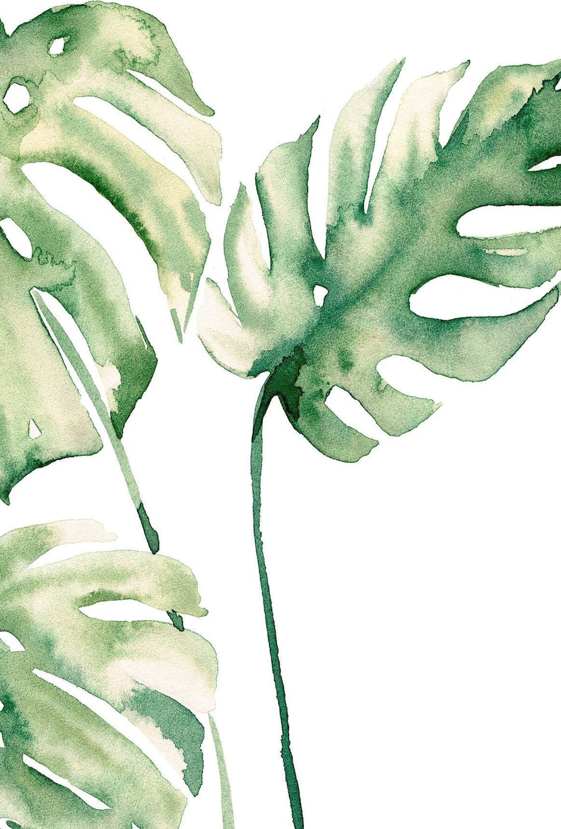 May include: Watercolor painting of three green monstera leaves on a white background.