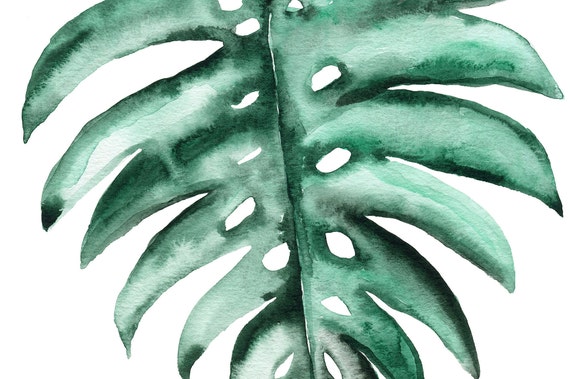 monstera monkey leaf climbing Monstera Monkey Leaf main image 1