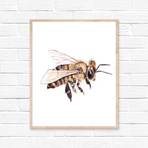 Honey Bee Watercolor Print