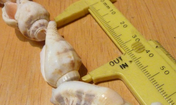 strand of 25 shells. (Shell strand #5) - image 3