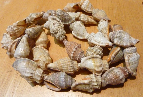 strand of 32 shells, great condition. (Shell stra… - image 2