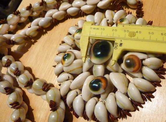Cowrie and other shell with small brown seeds, ne… - image 3