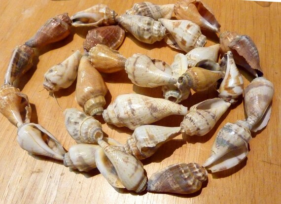 strand of 28 shells, great condition, except one … - image 1