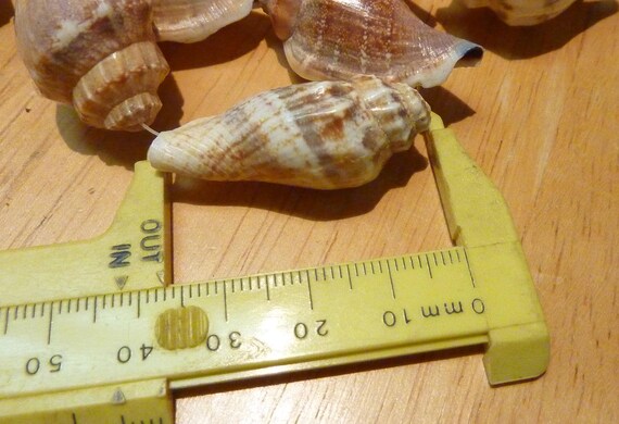 strand of 28 shells, great condition, except one … - image 2