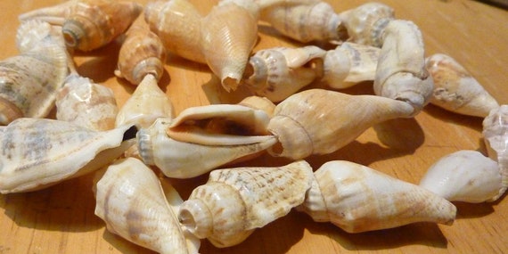 strand of 25 shells. (Shell strand #5) - image 1