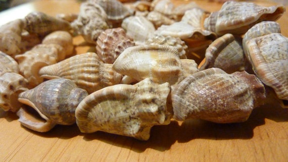 strand of 32 shells, great condition. (Shell stra… - image 1