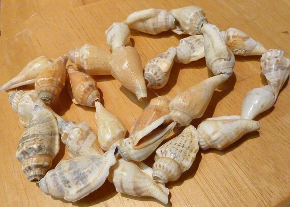 strand of 25 shells. (Shell strand #5) - image 2