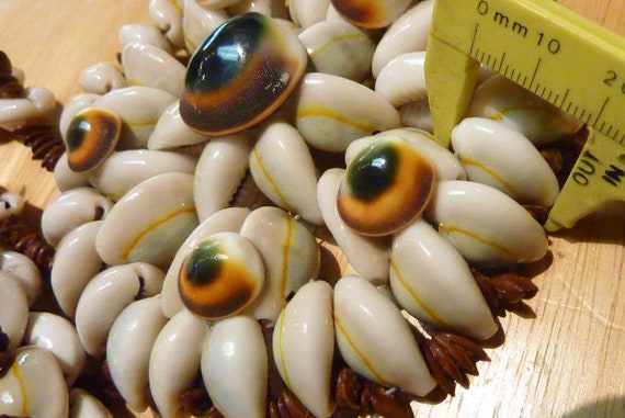 Cowrie and other shell with small brown seeds, ne… - image 4