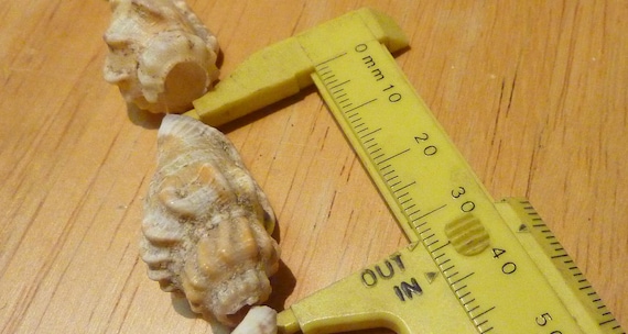 strand of 32 shells, great condition. (Shell stra… - image 3