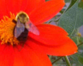 Mexican Daisy Flower Seeds, Organic Orange Flower Seeds, Spring Planting, Garden, Natural Flower Seeds,  Mexican Daisy, Wild Flower Seeds