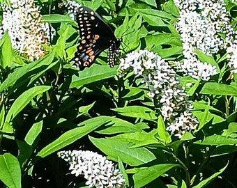 Gooseneck Flowers, White Flowers, Gooseneck Plant, Flower Garden, Fairy Garden, Perennial Plants, Loosestrife, Live Flowers, Patio, Deck