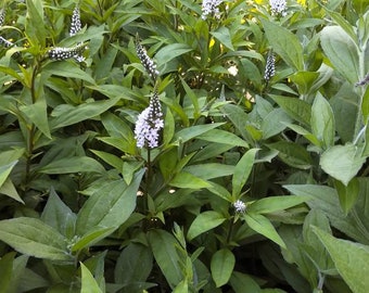 Schwanenhals-Blütenpflanze, weiße Schwanenhals-Pflanze, Blumengarten, Feengarten, Stauden, weiße Blumen, Loosestrife-Schwanenhals-Pflanze