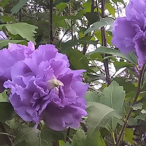 Hibiscus Bush, Rose of Sharon Bush, Pale Pink Hibiscus Plant, Hot Pink Flowering Bush, Natural Fence, Carnation Bush, Flowering Bush