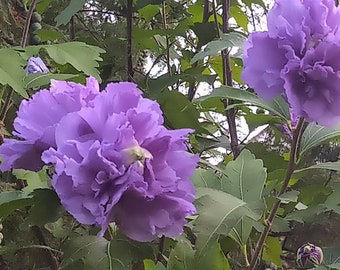 Hibiscus Bush, Rose of Sharon Bush, Pale Pink Hibiscus Plant, Hot Pink Flowering Bush, Natural Fence, Carnation Bush, Flowering Bush