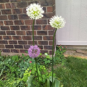 Alium Flower Seeds, Organic Natural Flower Seeds, Purple Alium, White Alium Flowers, Flower Bouquet, GMO Free Flower Seeds, Birthday
