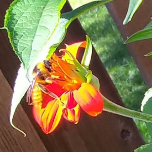 Mexican Daisy Flower Seeds, Mexican Sun Flowers, Orange Daisy Flowers, Giant Orange Mexican Daisy, Fairy Garden, Butterfly Garden, Ecology