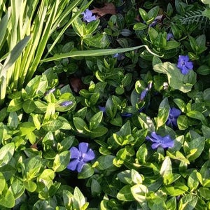 Perriwinkle, Vinca Minor, Bodendecker, Natürliche Bio Bodendecker, Lila Blumen, Garten, Fairy Garden, Staudenpflanzen, Lebende Pflanzen