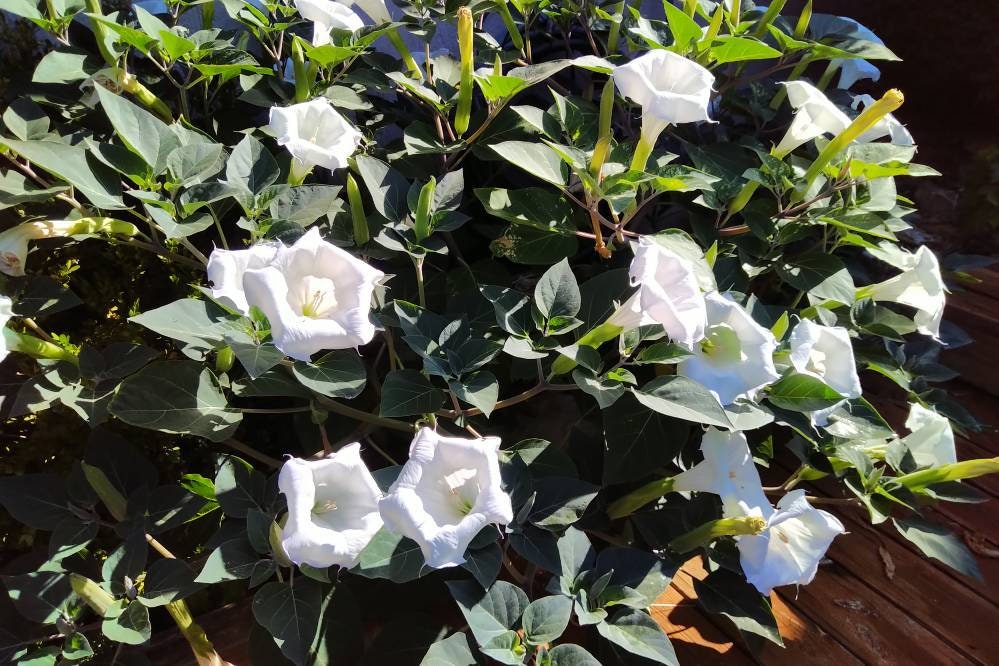 Moonflower Seeds, Flower Seeds, Moonflower Bush Seeds, Moonflower Frangrance, Flower Garden, Fairy Garden, Wedding Favour, Bridal Shower