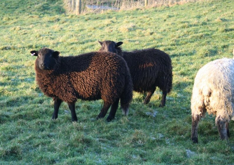 Llanwenog & Black Welsh Mountain blend pure wool DK 100g Etsy