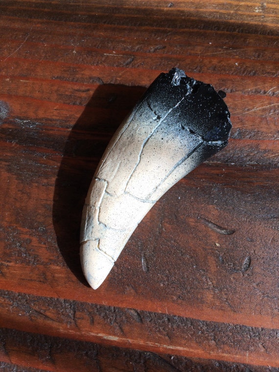 Full Size Dragon Tooth Collected From A Live Dragon Etsy