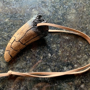Full Size Dragon Tooth Necklace Collected From A Live Dragon