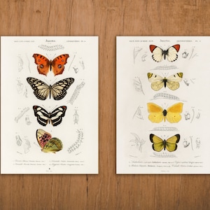 Butterfly Scientific Illustration // Vintage Prints // Digital Download